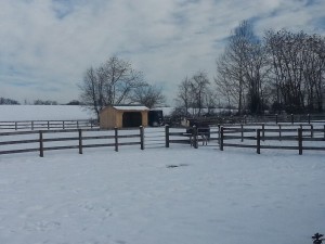 This is the view from my home-office window...Izzie's yard, the side field, and dry-lot. Misty's standing in the corner.